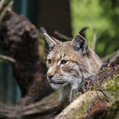 gi39y_lynx-4940240-1280.jpg