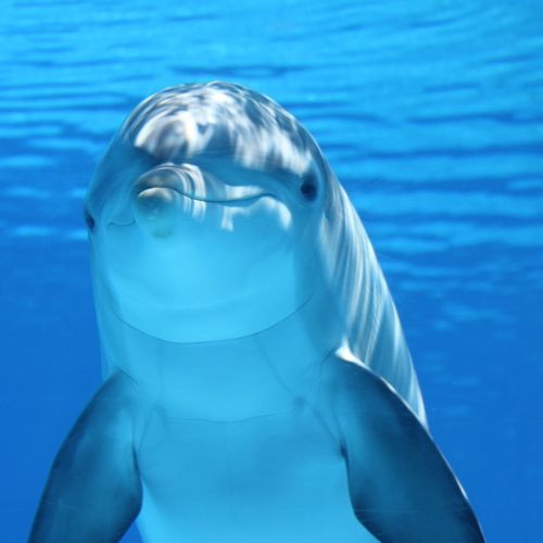 77s2v_dolphin-203875-1280.jpg
