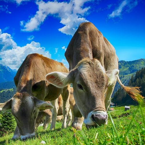 3wulh_cows-2641195-1280.jpg