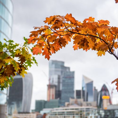 ivtpb_autumn-7460414-1280.jpg