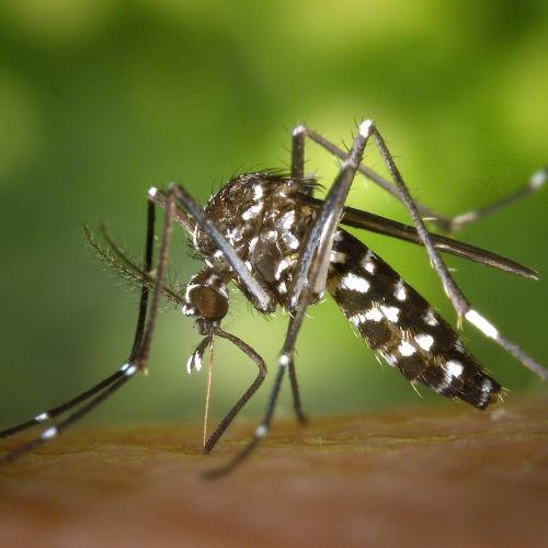 mosquito-49141_1280.jpg
