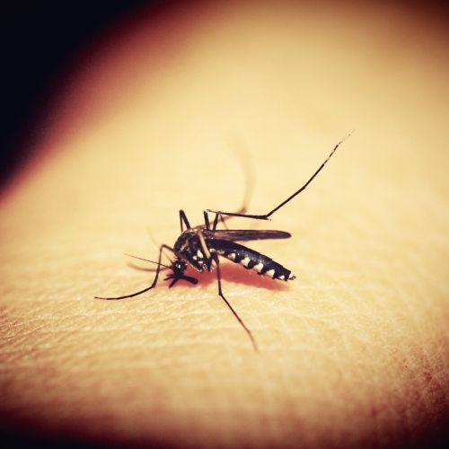 mosquitoe-g8afadfecc_1280.jpg