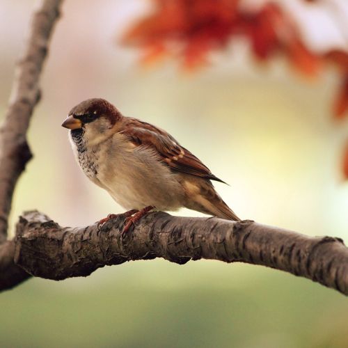 onqfj_bird-9950-1280.jpg