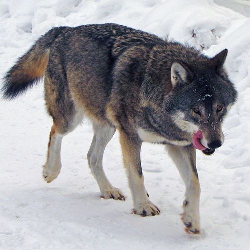 sivi_volk.jpg