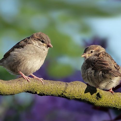 sparrows-g9bc41f503_640.jpg