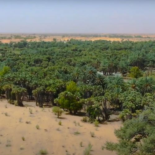 zeleni_zid_afrika_niger.jpg