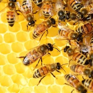 h5lx4_bees-326337-1280.jpg