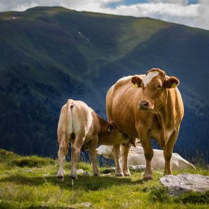q9ply_cow-4352623-1280.jpg