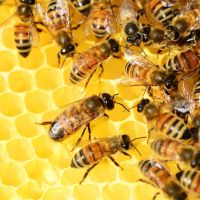 h5lx4_bees-326337-1280.jpg